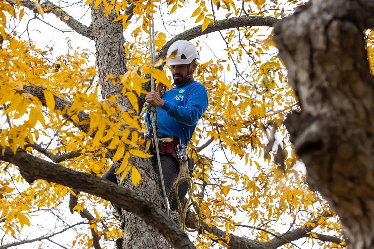 Skilled Storm Damage Cleanup crew working in Creighton