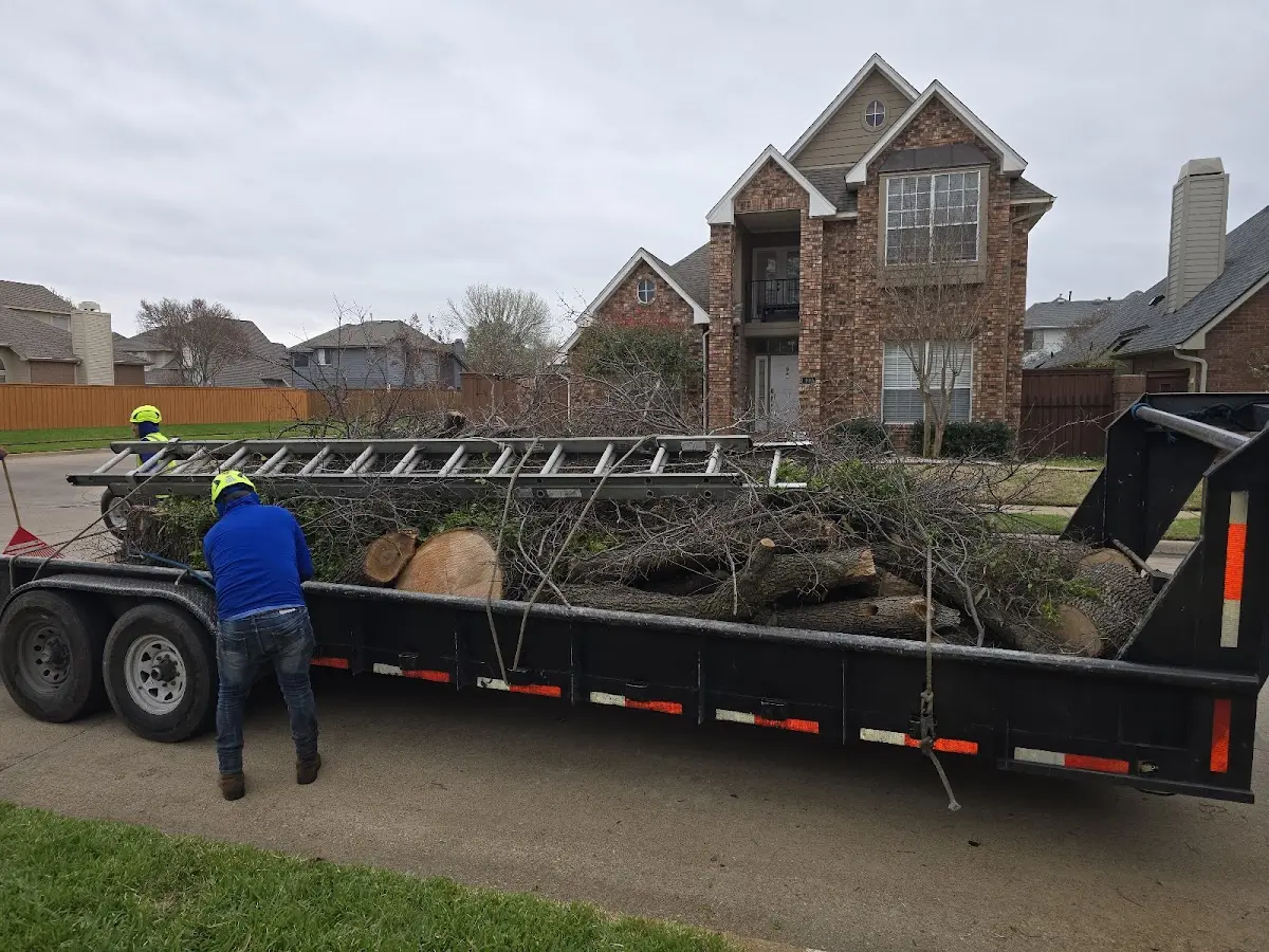 Expert Tree Removal with proper safety equipment in Creighton